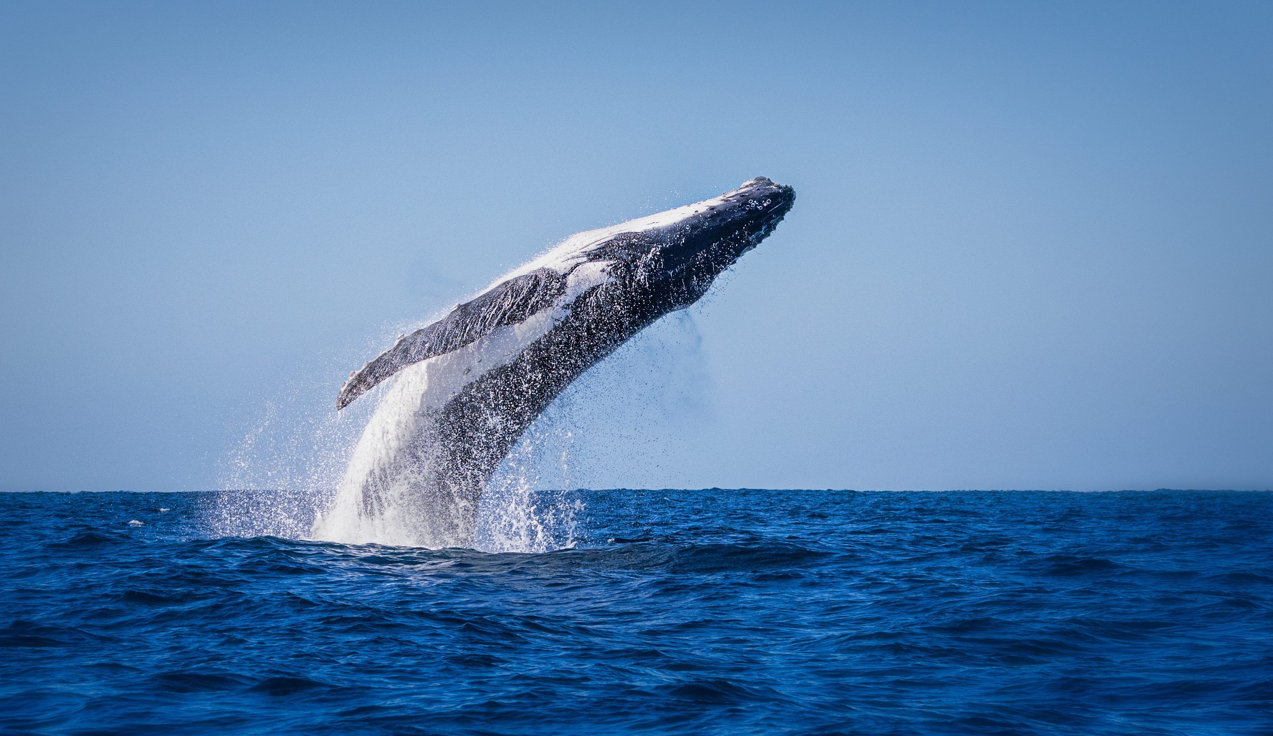 Das Bild zeigt einen Wal