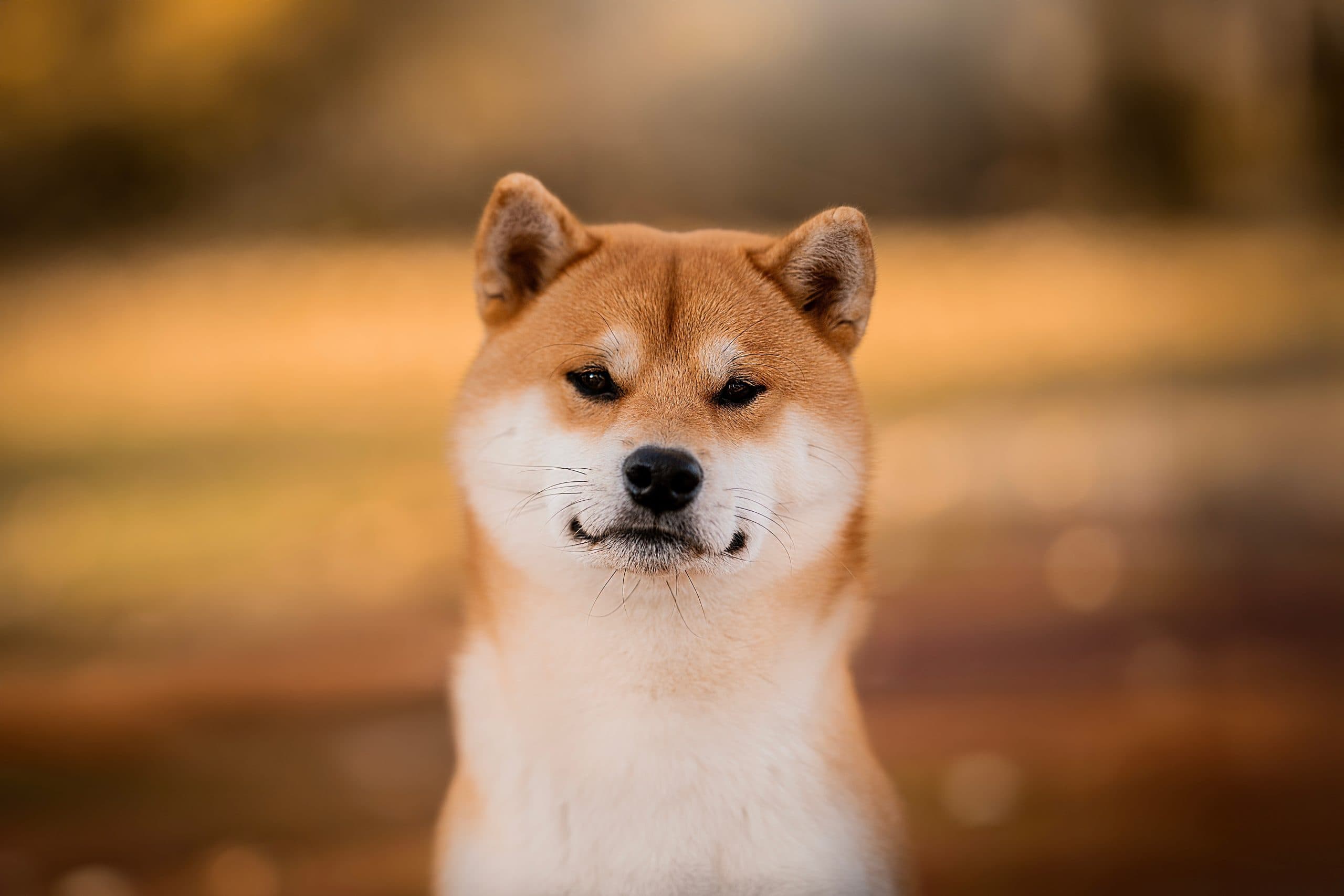 Das Bild zeigt einen Shiba Inu