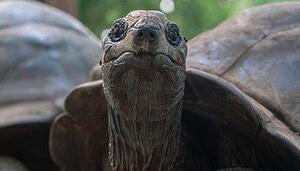 Jonathan die Riesenschildkröte