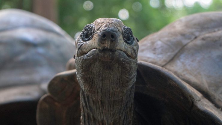 Jonathan die Riesenschildkröte