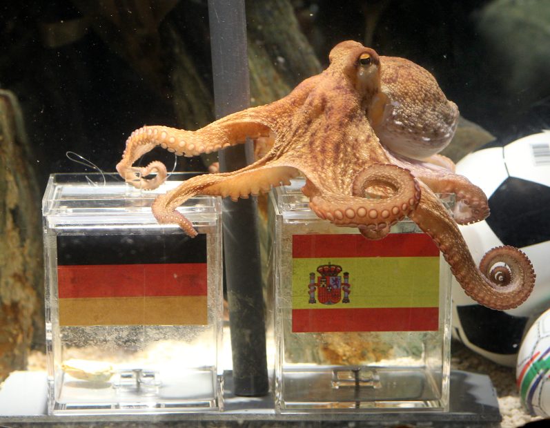 Kraken Paul im Aquarium