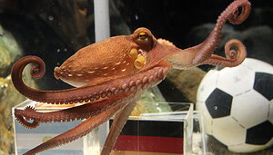 Ein Kraken schwimmt in einem Aquarium