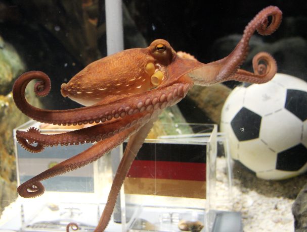 Ein Kraken schwimmt in einem Aquarium