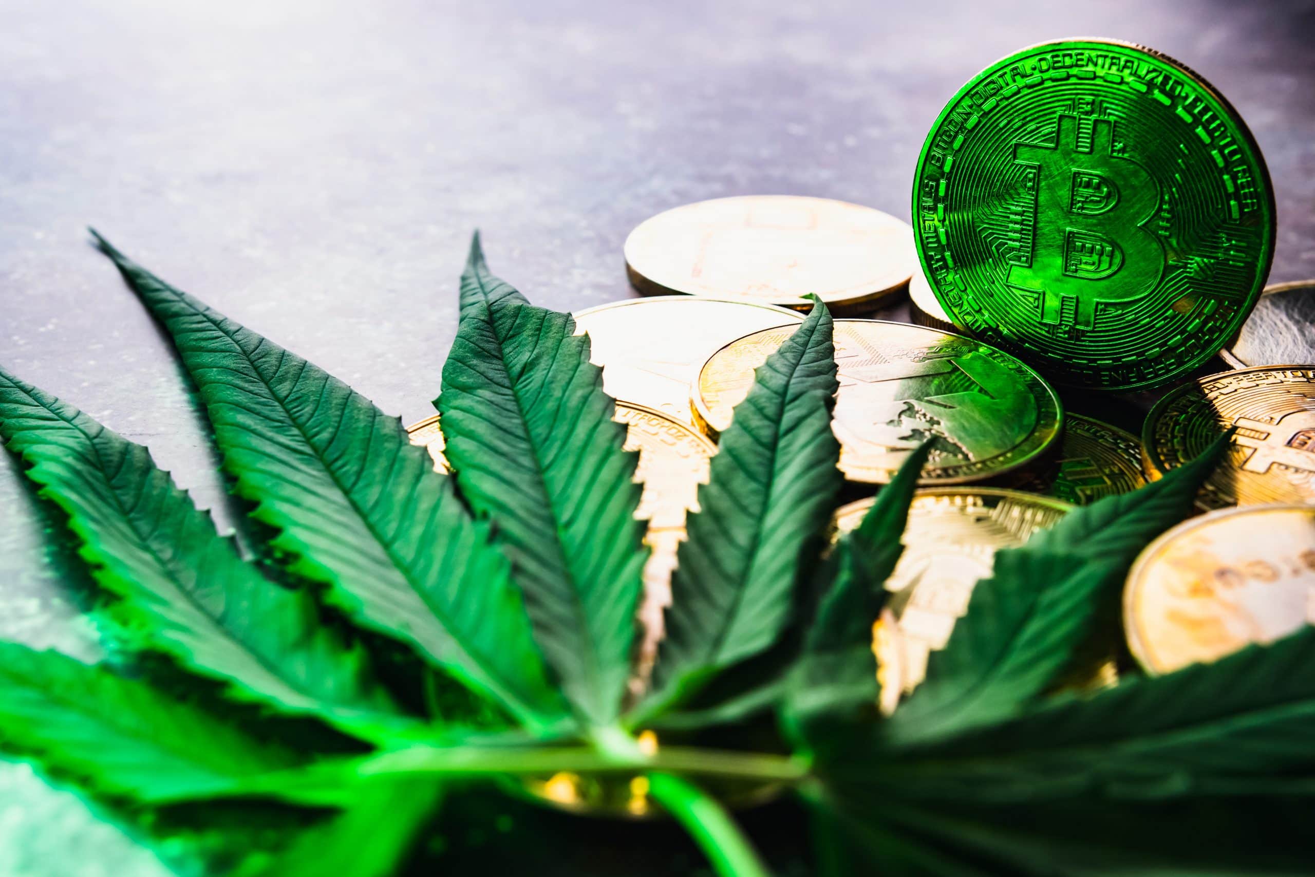 Das Bild zeigt eine Bitcoin-Münze und Cannabis