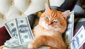 Eine Katze