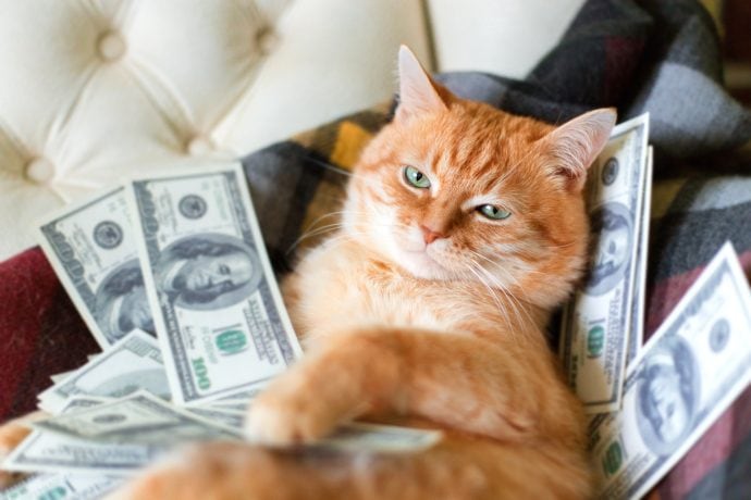 Eine Katze