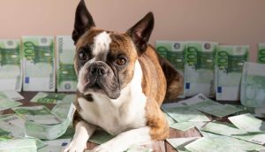 Ein Hund sitzt auf Geldscheinen
