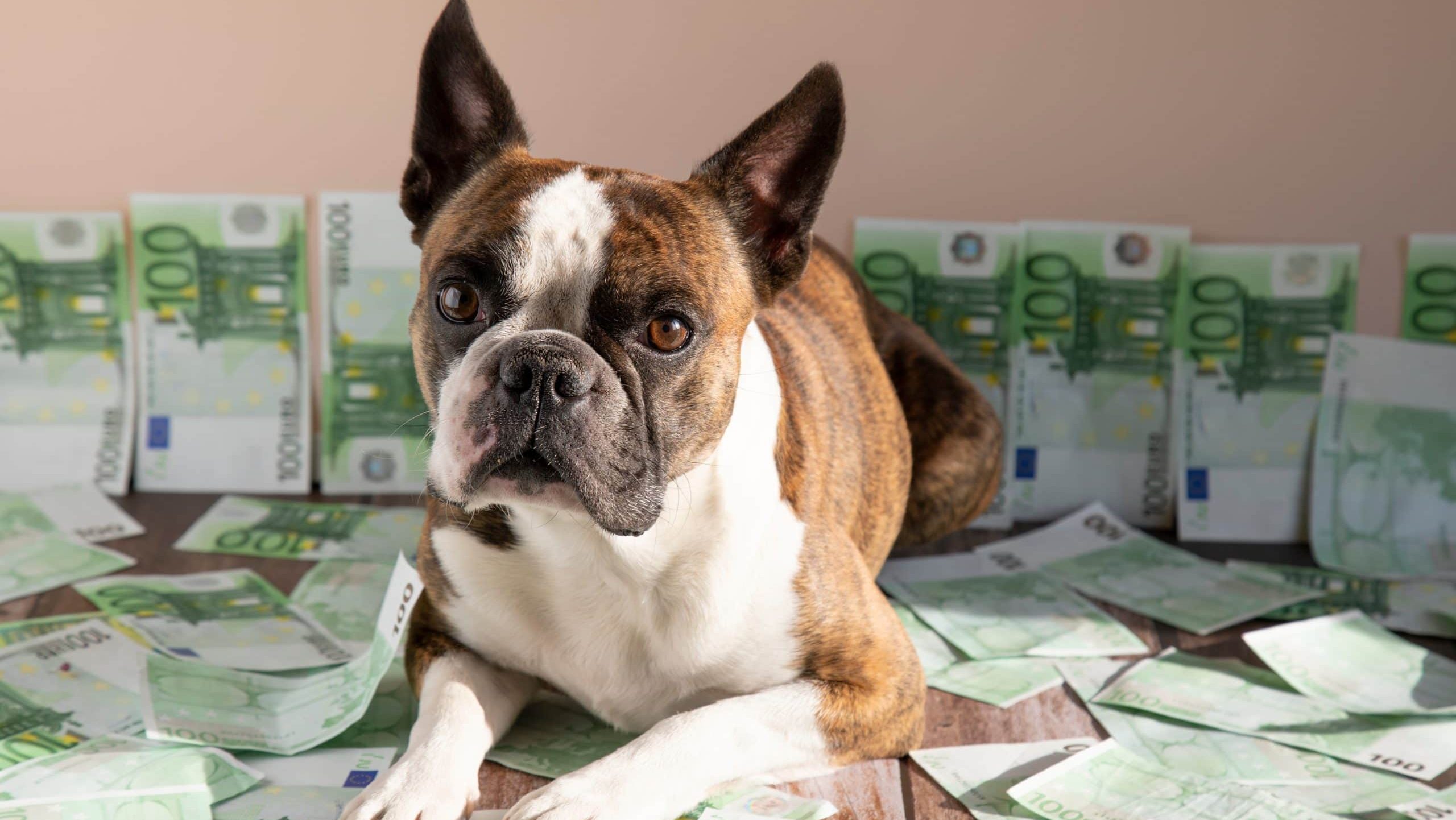Ein Hund sitzt auf Geldscheinen