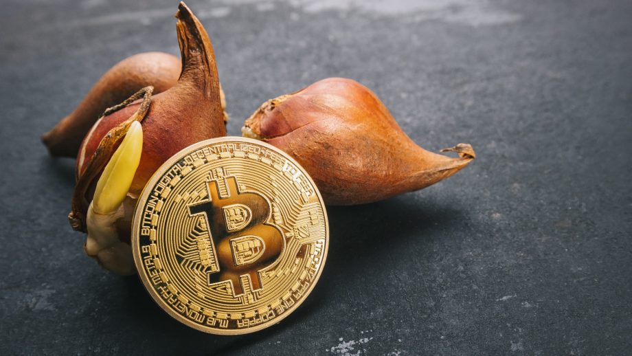Das Bild zeigt Tulpen und eine Bitcoin-Münze